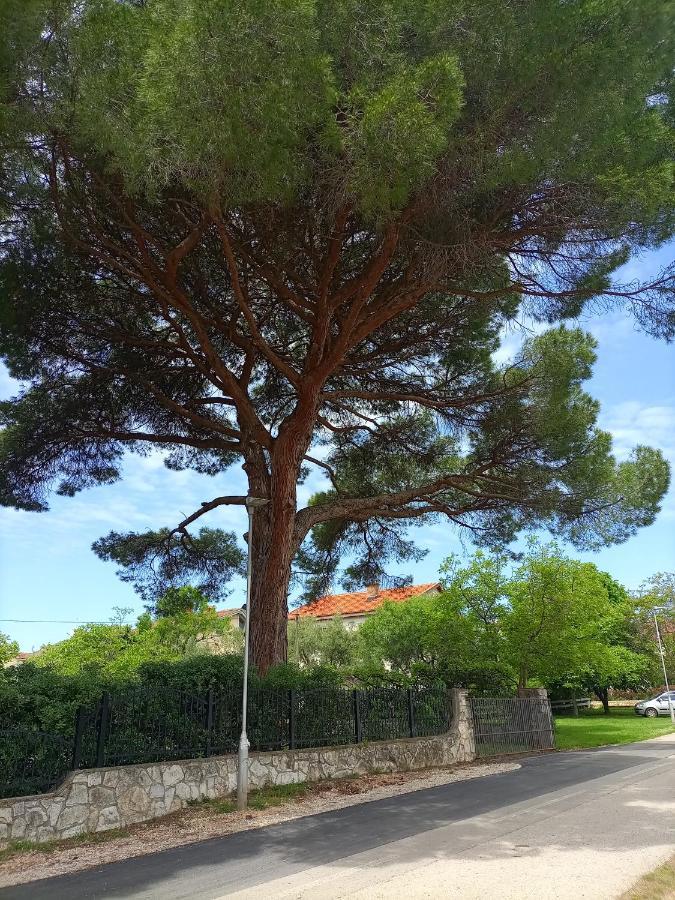 Apartments Ingrid Novigrad Istria Εξωτερικό φωτογραφία