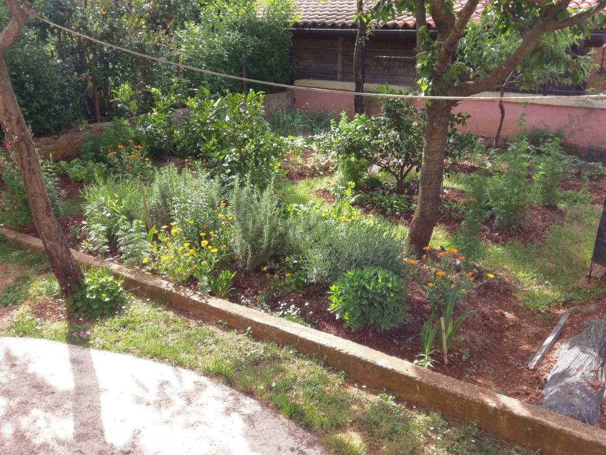 Apartments Ingrid Novigrad Istria Εξωτερικό φωτογραφία