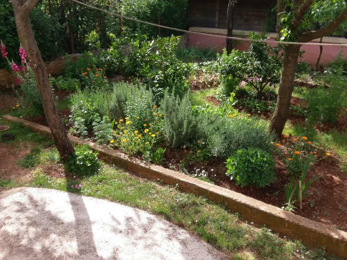 Apartments Ingrid Novigrad Istria Εξωτερικό φωτογραφία